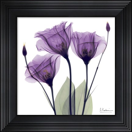Framed X-ray Royal Purple Gentian Print