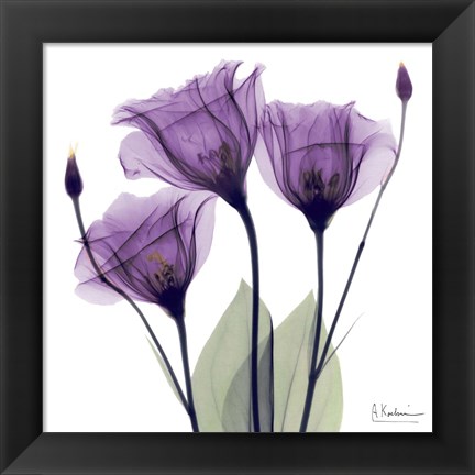 Framed X-ray Royal Purple Gentian Print