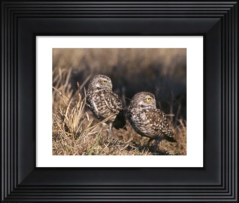 Framed Two Burrowing Owls Print