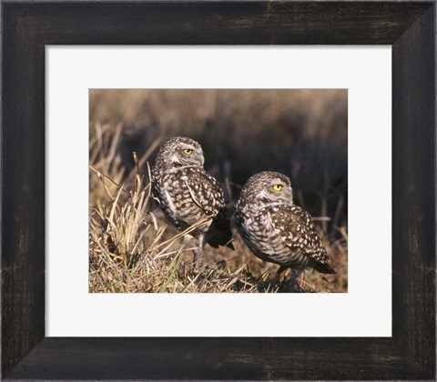 Framed Two Burrowing Owls Print