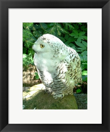 Framed Snowy Owl photo Print