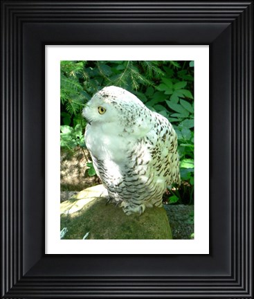 Framed Snowy Owl photo Print