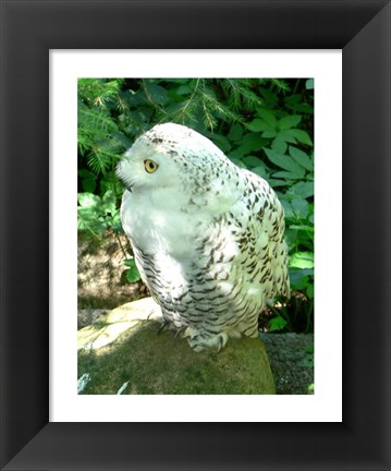 Framed Snowy Owl photo Print