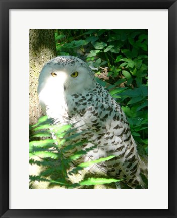 Framed Snow Owl In Woods Print