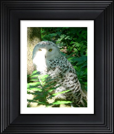 Framed Snow Owl In Woods Print