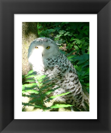 Framed Snow Owl In Woods Print