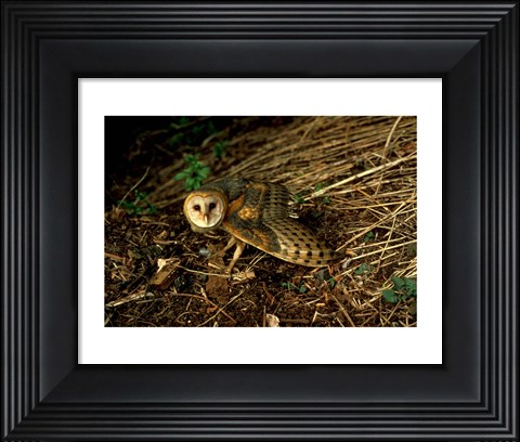 Framed Burrow Owl In Woods Print