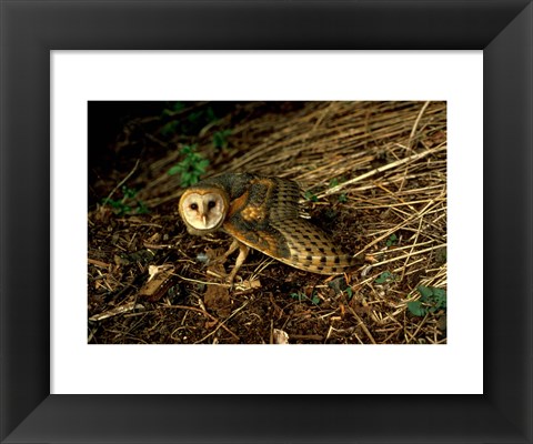 Framed Burrow Owl In Woods Print