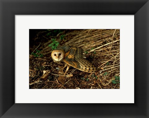 Framed Burrow Owl In Woods Print