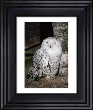 Framed Snow Owl Portrait Print