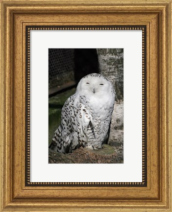 Framed Snow Owl Portrait Print