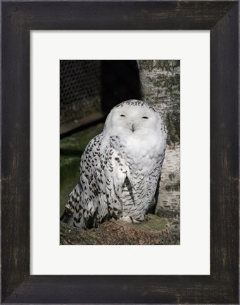 Framed Snow Owl Portrait Print