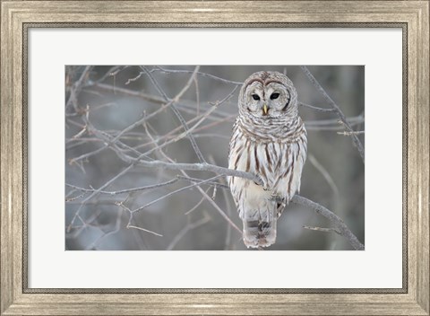 Framed Owl In The Woods Print