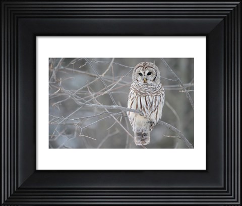 Framed Owl In The Woods Print