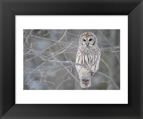 Framed Owl In The Woods Print