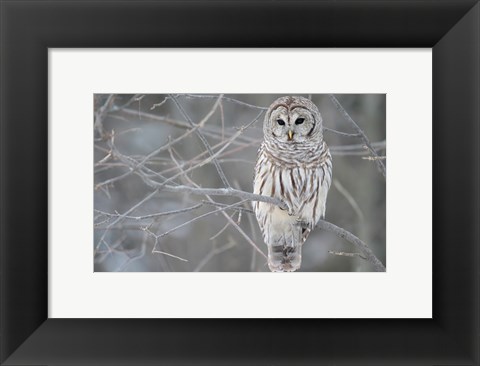 Framed Owl In The Woods Print