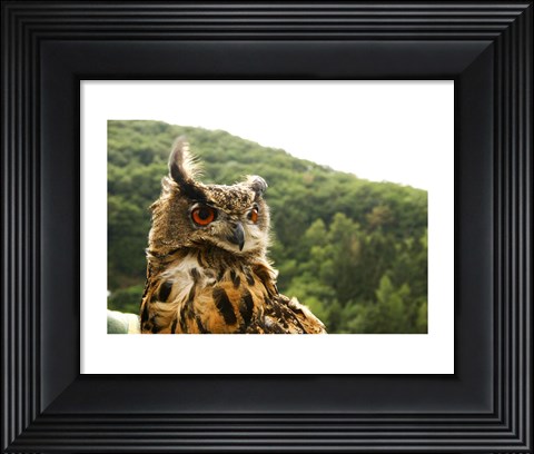 Framed Barn Owl Great Horned Owl Print