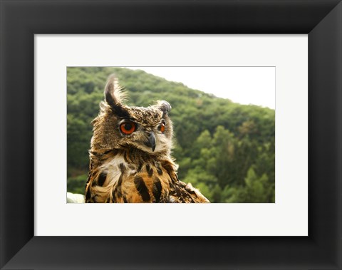 Framed Barn Owl Great Horned Owl Print