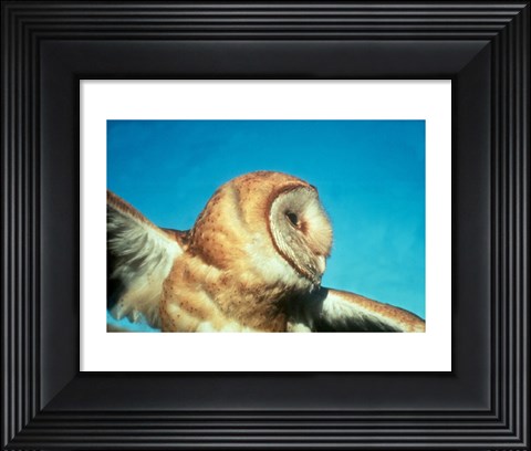 Framed Barn Owl In Flight Print