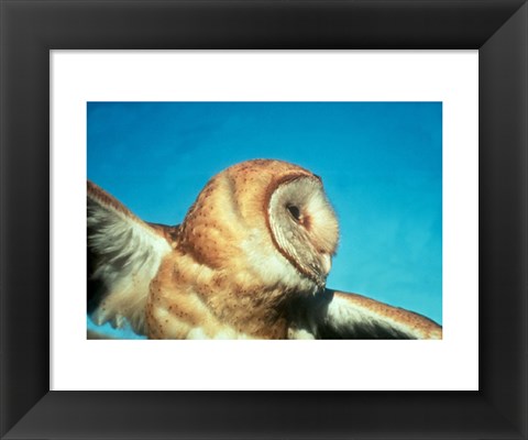 Framed Barn Owl In Flight Print