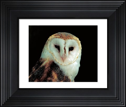 Framed Barn Owl Portrait Print