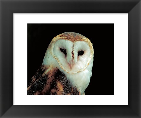 Framed Barn Owl Portrait Print