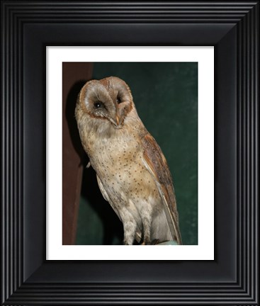 Framed Barn Owl Portrait Print