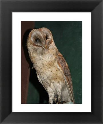 Framed Barn Owl Portrait Print