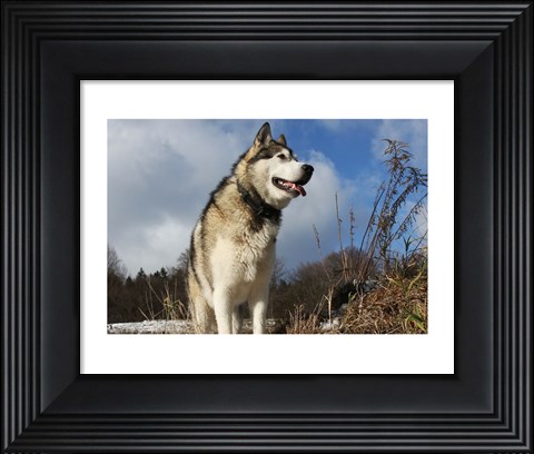 Framed Alaskan Malamute Dog Print