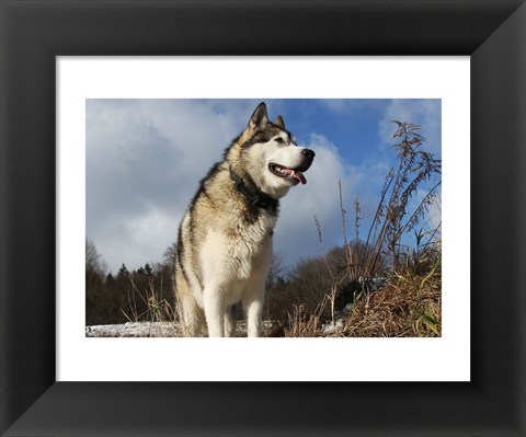 Framed Alaskan Malamute Dog Print