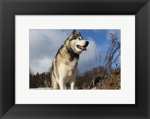 Framed Alaskan Malamute Dog Print