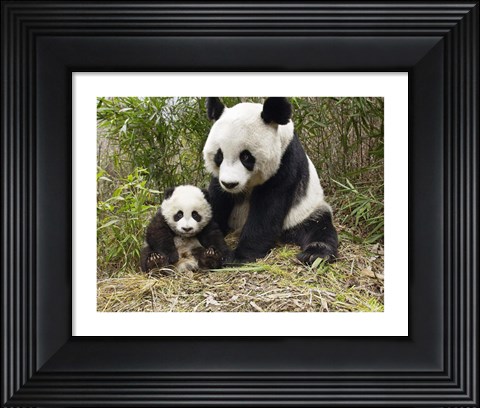 Framed Panda Mother and Cub Print