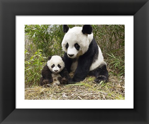 Framed Panda Mother and Cub Print