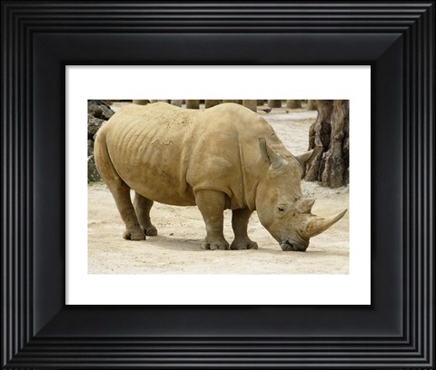 Framed African Rhinoceros Print