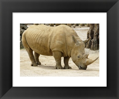 Framed African Rhinoceros Print