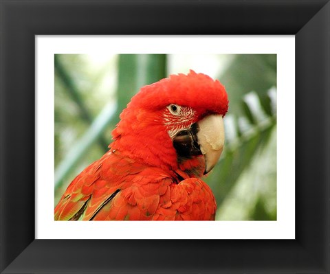 Framed Red Parrot Print