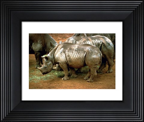 Framed Black Rhinoceros in Africa Print