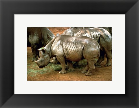 Framed Black Rhinoceros in Africa Print