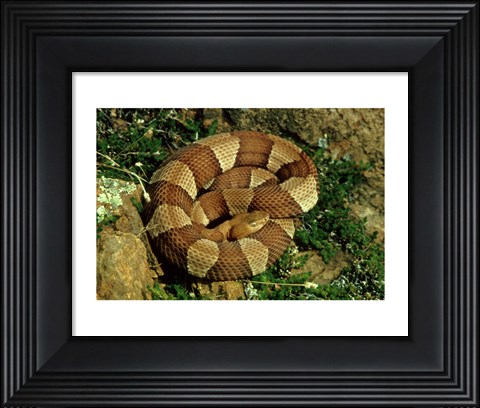 Framed Broad Banded Copperhead Coiled Snake Print