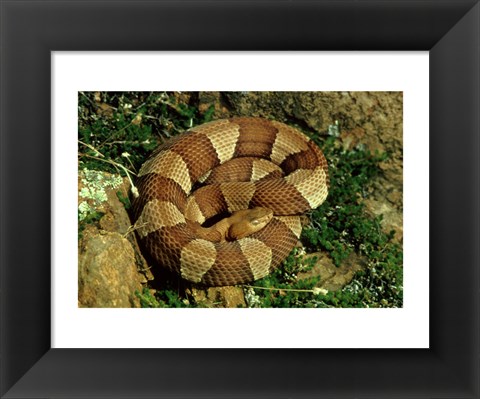 Framed Broad Banded Copperhead Coiled Snake Print