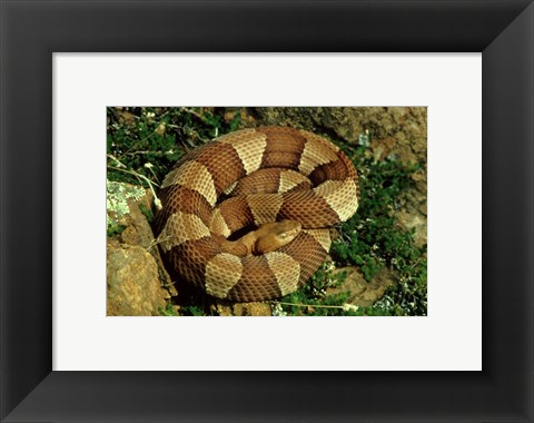 Framed Broad Banded Copperhead Coiled Snake Print