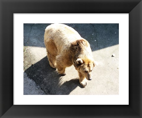 Framed Brown Bear Print