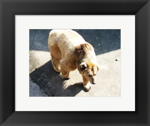 Framed Brown Bear Print