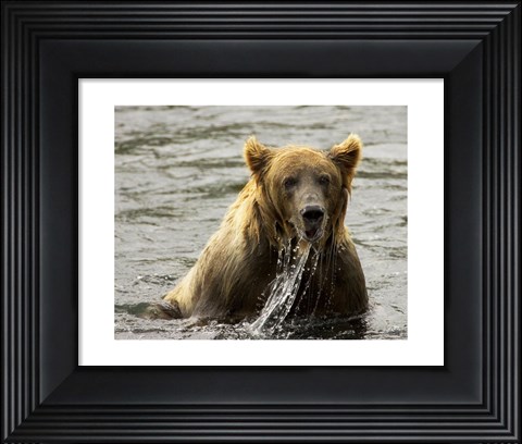 Framed Brown Bear Fishing Print