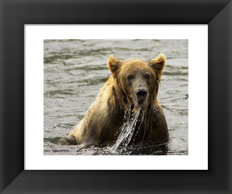 Framed Brown Bear Fishing Print