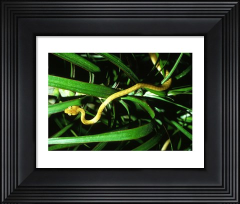 Framed Brown Tree Snake Print