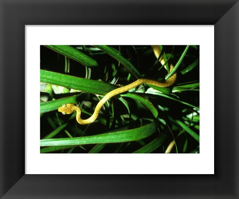 Framed Brown Tree Snake Print