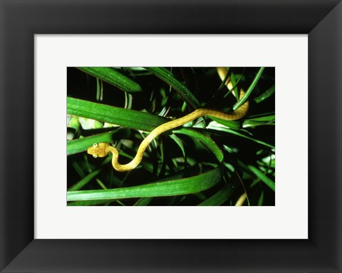 Framed Brown Tree Snake Print