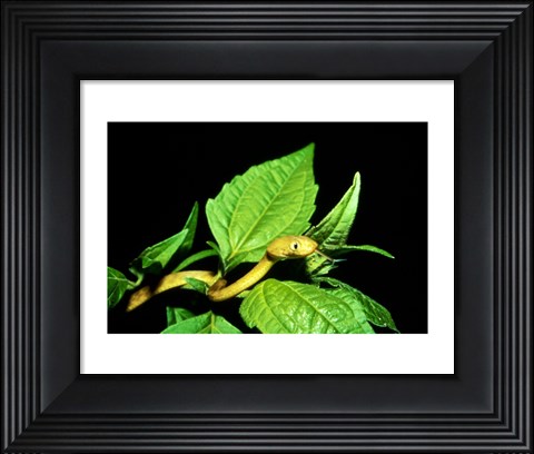 Framed Tree Snake Print
