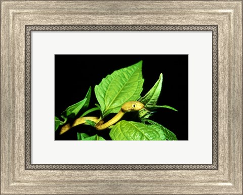 Framed Tree Snake Print